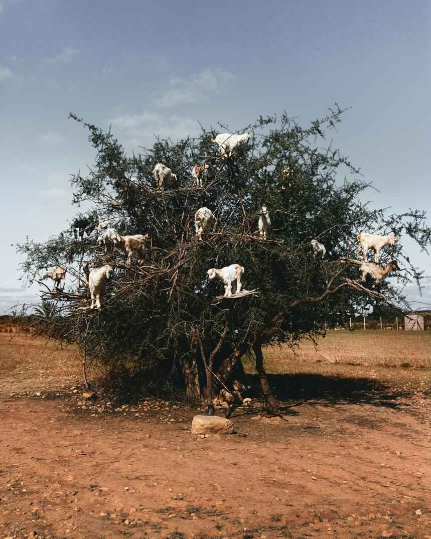 El árbol de argán