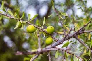 Aceite de argán puro, ecológico, bio y natural